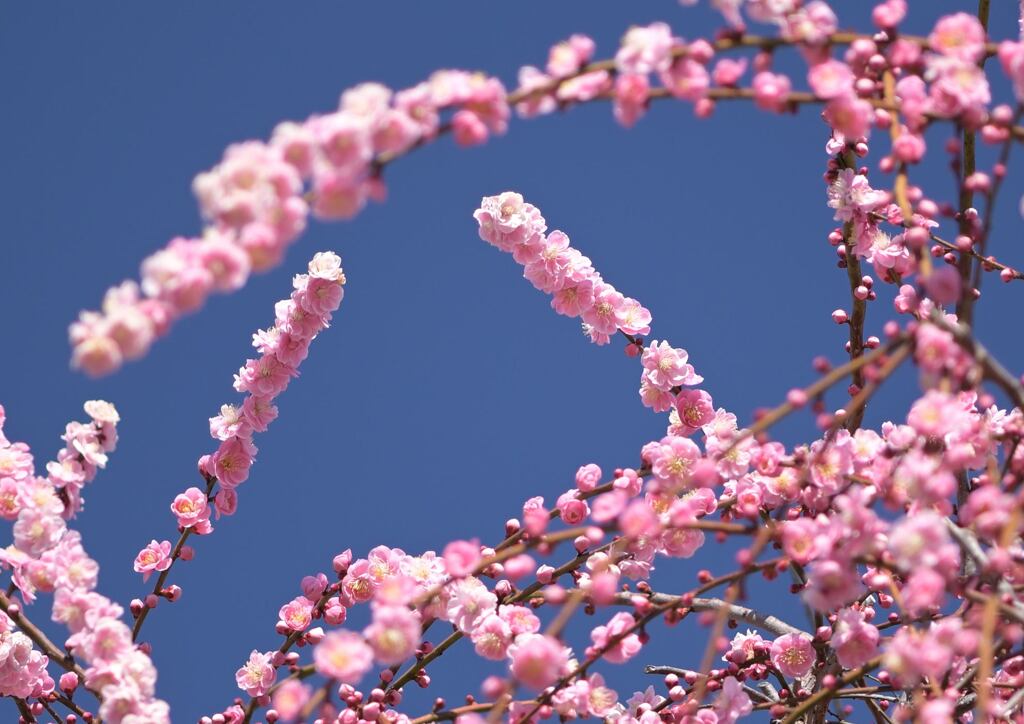 青空に映えて