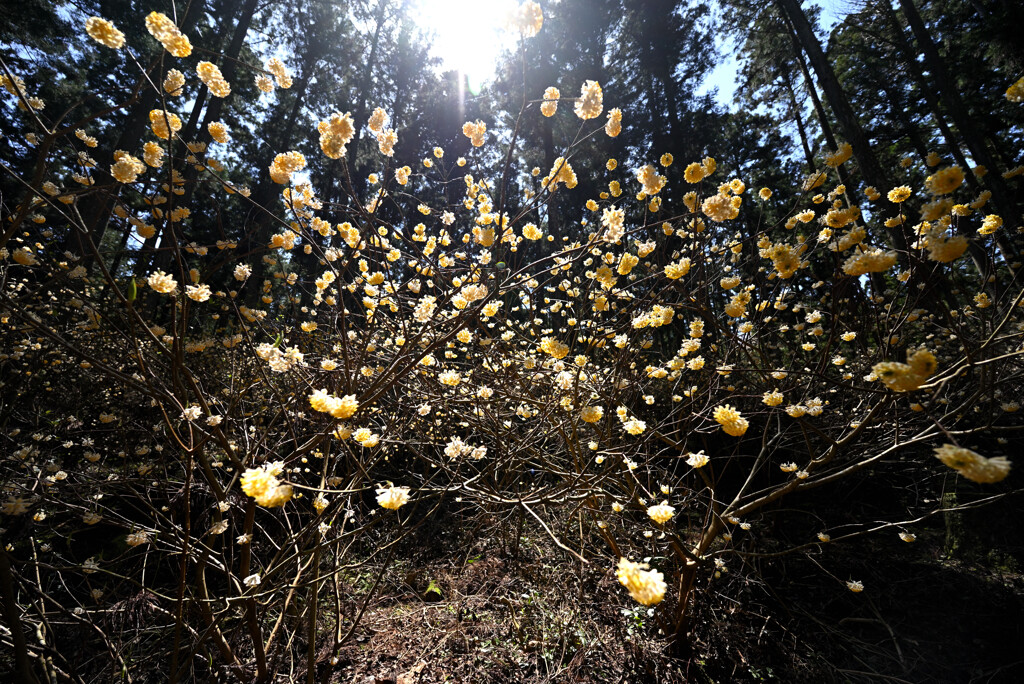 ミツマタの森