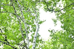 白飛び