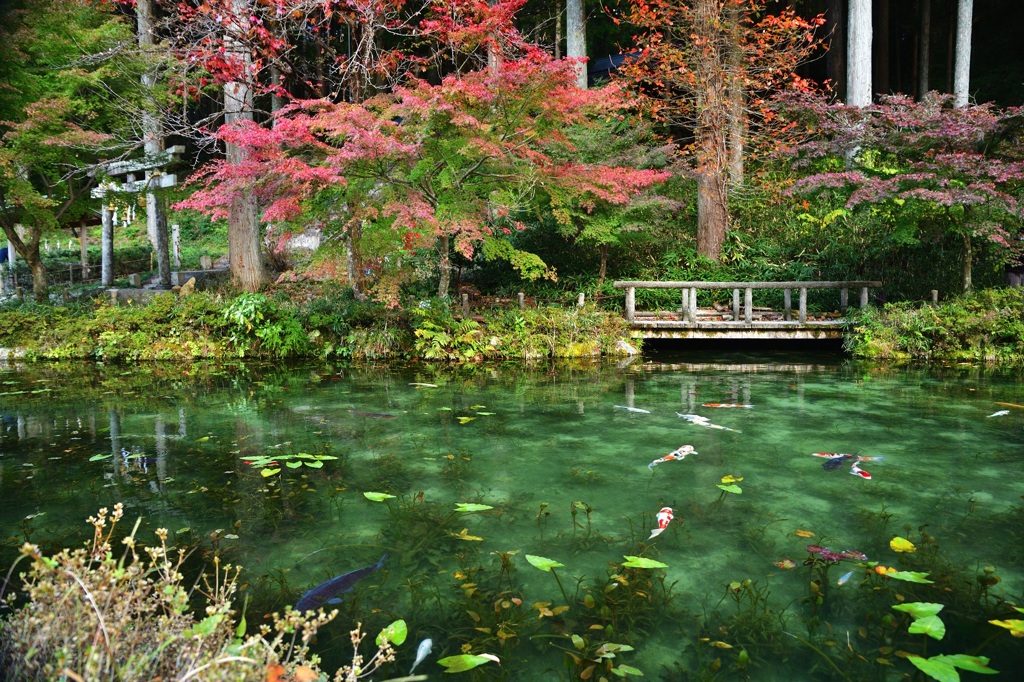 モネの紅葉