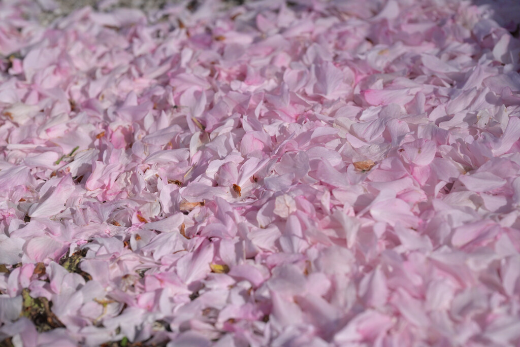 桜色