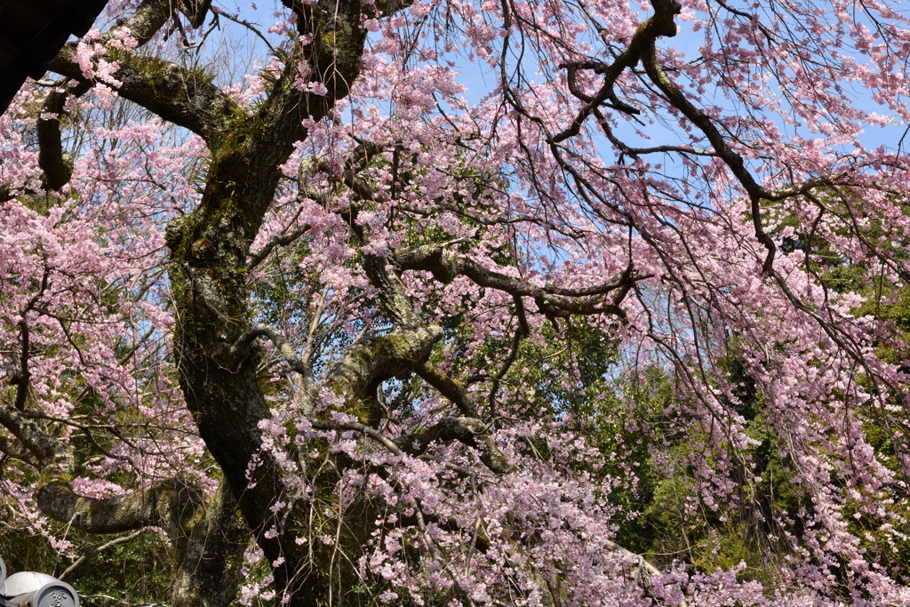 絢爛枝垂れ桜