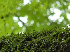 マメヅタの森