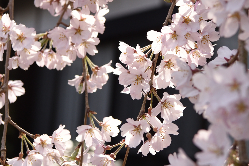 庭の枝垂れ桜