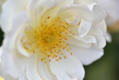 これも薔薇？