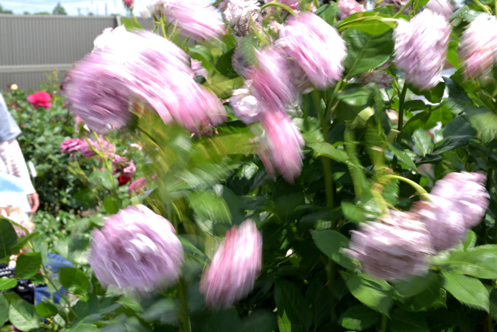 荒ぶる薔薇