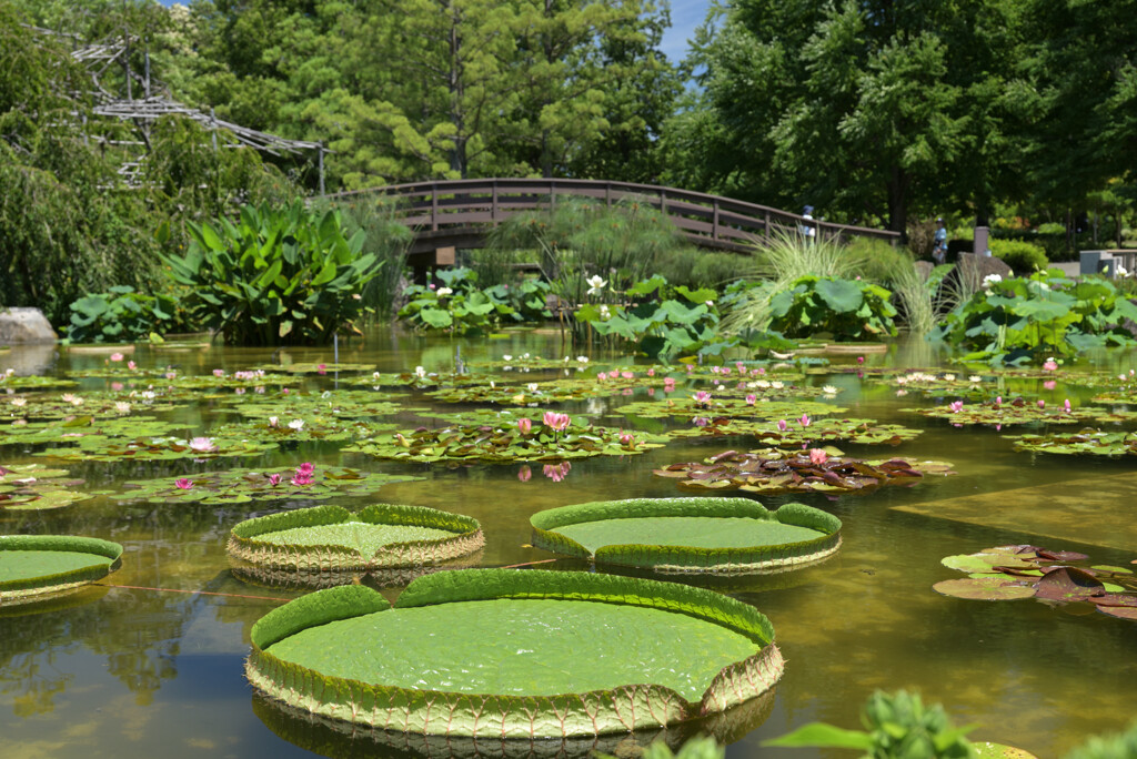 花影の池