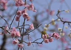 今年の初のウメジロー撮り