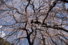 大きな桜の木の下で~♪