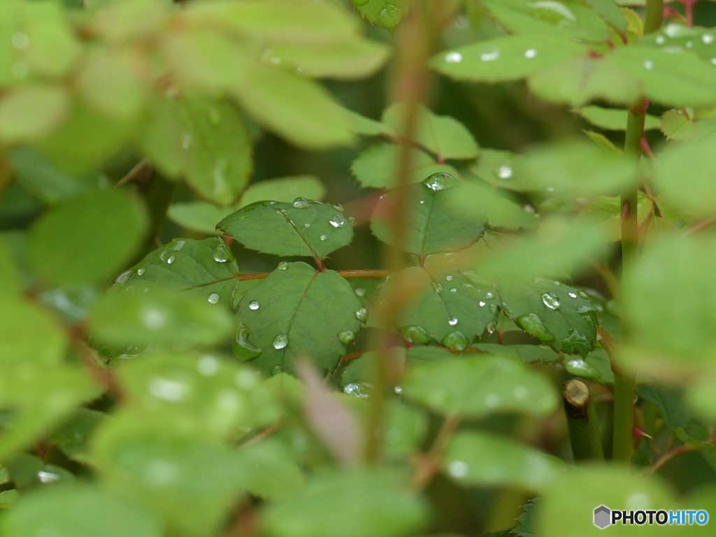 秋雨