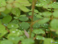 秋雨