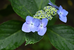 紫陽花ピックアップ⑧