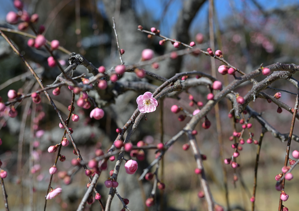 開花