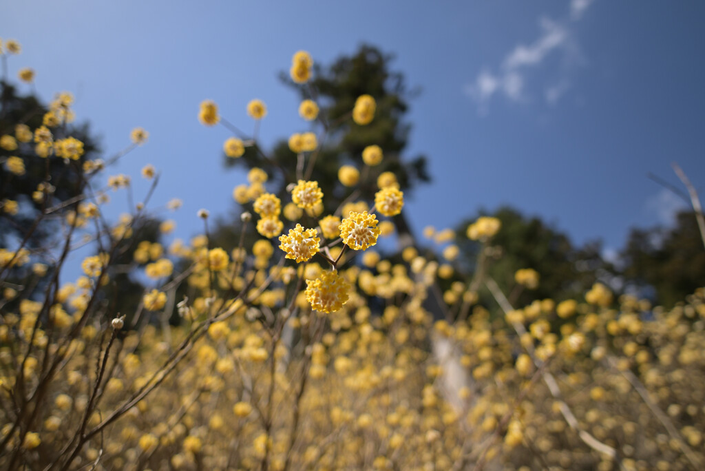 頭上のミツマタ(f1.8)