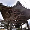 お寺の紅梅