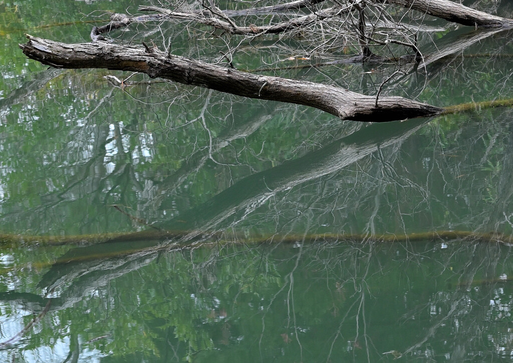 枯木の池