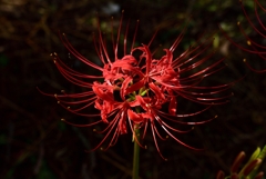 曼珠沙華