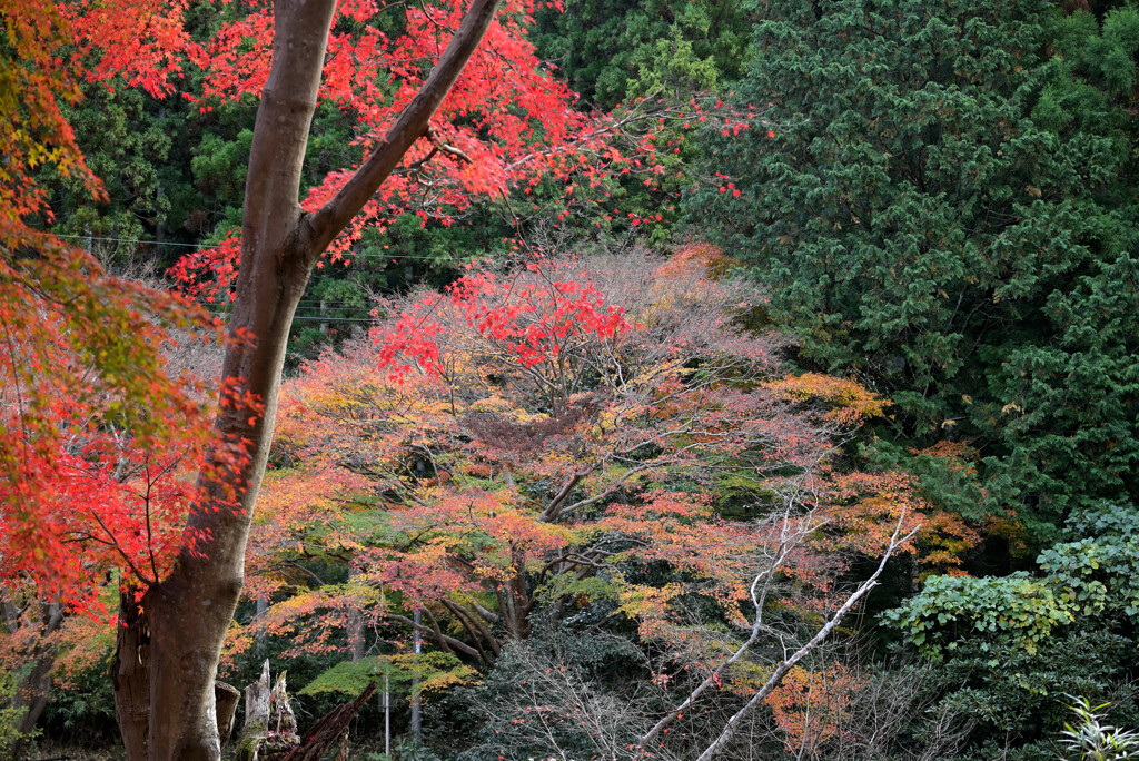 カラフル紅葉