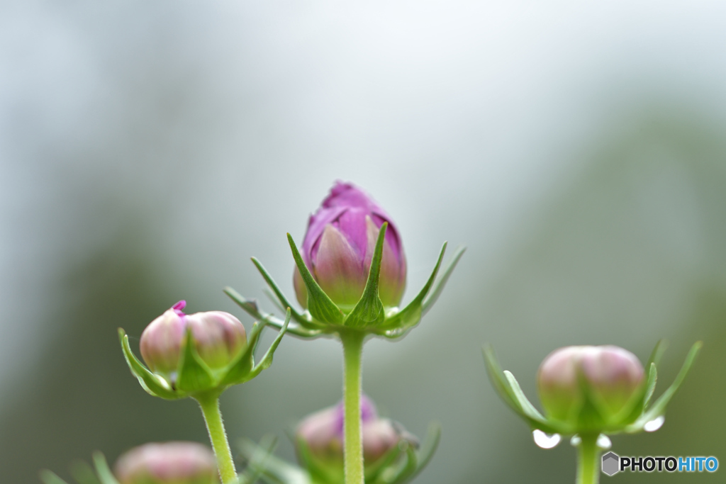 秋に開花