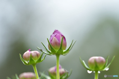秋に開花