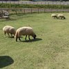 ひつじのショーン
