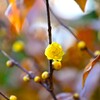 新春