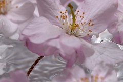 水上花