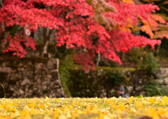 赤と黄のせめぎ合い