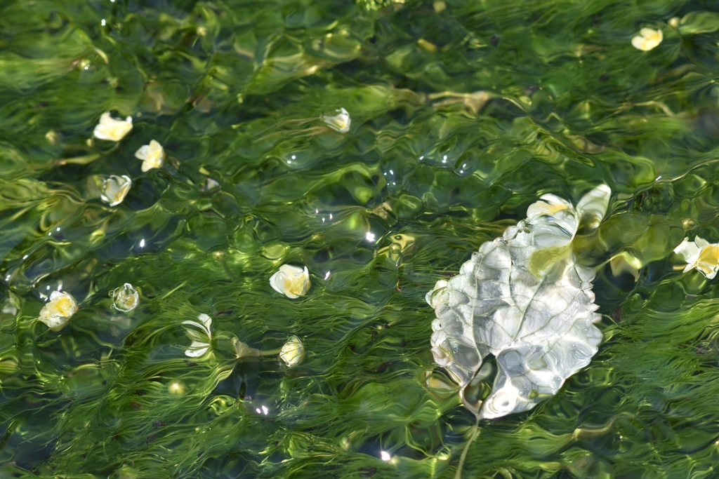 水中花