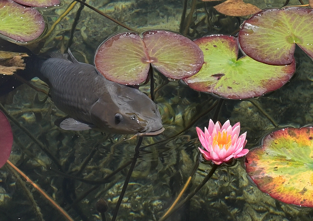 モネの池④