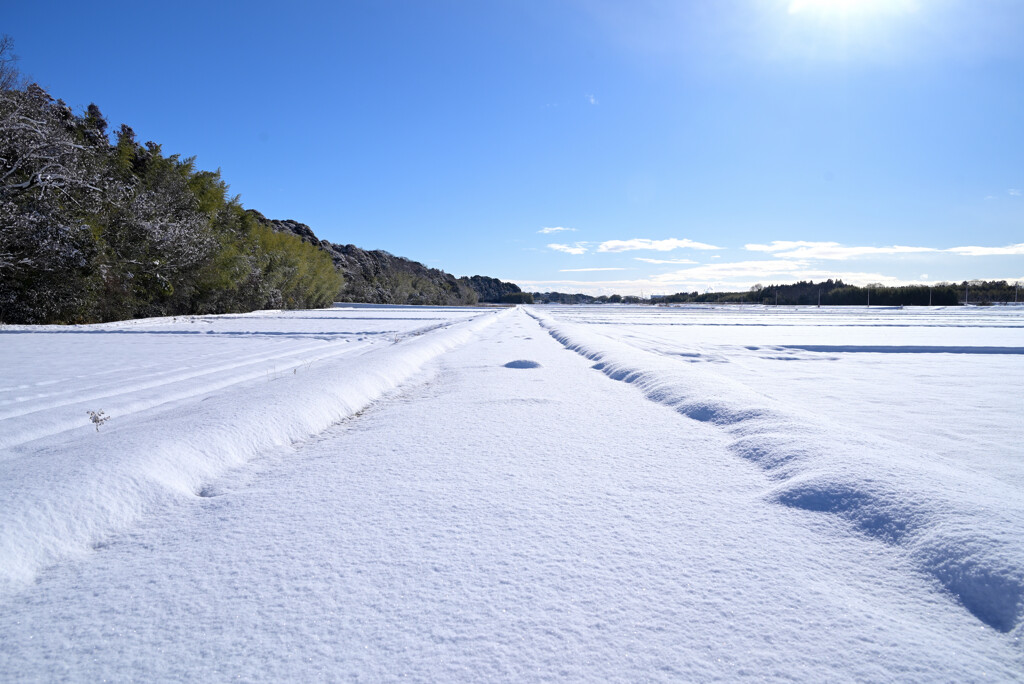 農道雪化粧