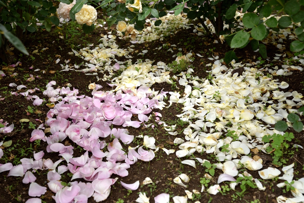 華やかな陰で