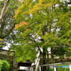 山寺