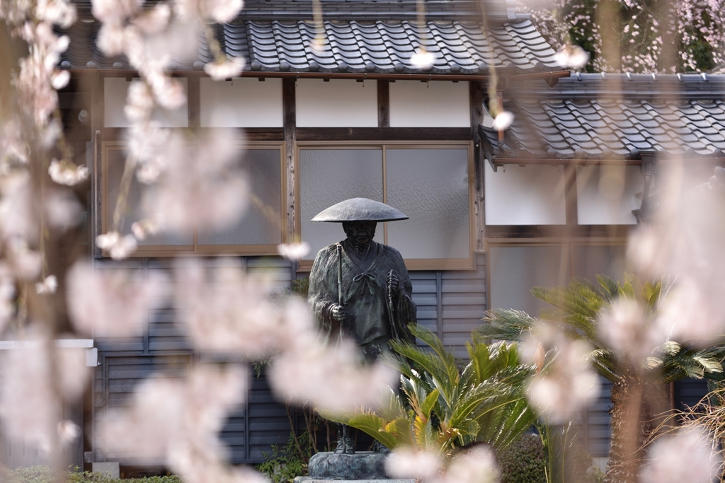 お寺の桜