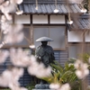 お寺の桜