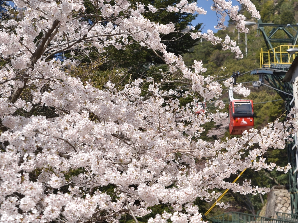 桜見納め