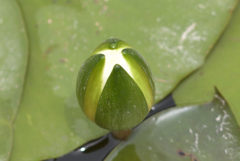 水蓮開花