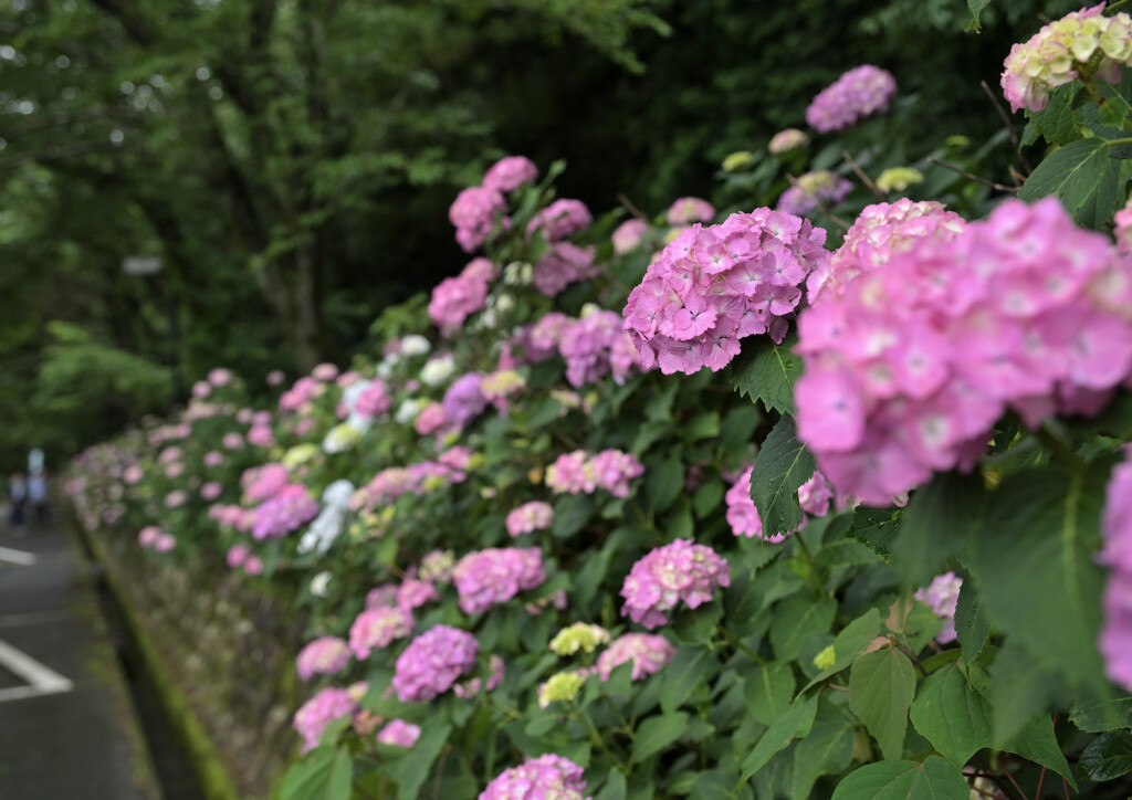 紫陽花の垣根