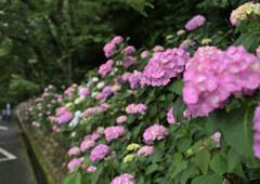 紫陽花の垣根
