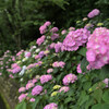 紫陽花の垣根