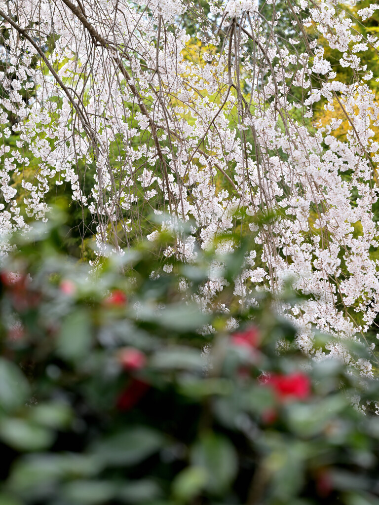 被さる桜
