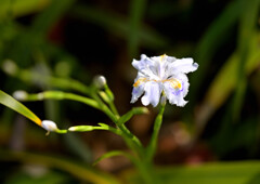 道端の華