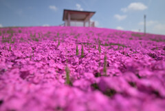 芝桜の森