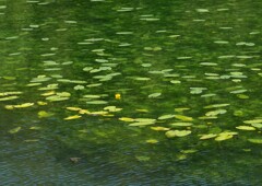 ヒメコウホネの池