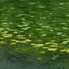 ヒメコウホネの池