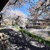 桜、影を慕いて