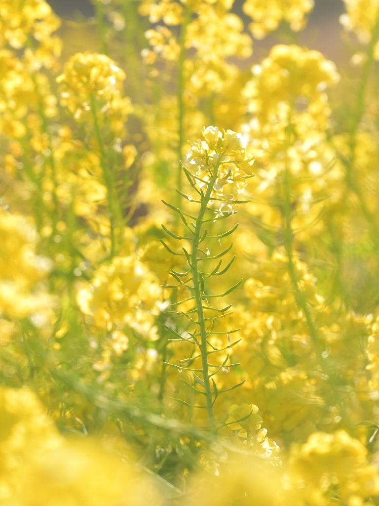 菜の花