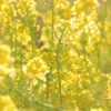 菜の花