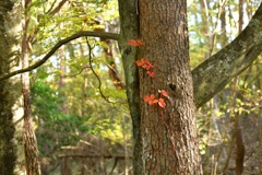 赤紅葉