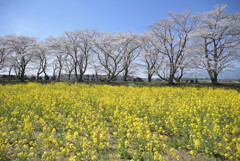 お花見遠足